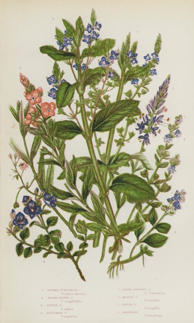 Blomstrende planter fra Storbritannia: Piggspuré, timianbladspuré, alpinspuré, blåklippespuré, kjøttfargetspuré, sumpspuré, vannspuré, lind (fargelitografi) av English School
