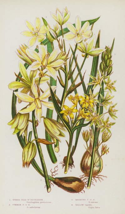 Blomstrende planter i Storbritannia: Spiked Star of Bethlehem, Common Star of Bethlehem, Drooping Star of Bethlehem, Yellow Gager (farge litho) av English School