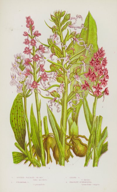 Blomstrende planter fra Storbritannia: Flekkhåndformet orkidé, pyramideorkidé, øgleorkidé, duftende gymnadenia (fargelitografi) av English School