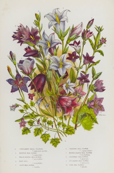 Blomstrende planter i Storbritannia: Spredende klokkeblomst, Rampioklokkeblomst, Ferskenklokkeblomst, Hårklokke, Kjempeklokkeblomst, Krypende klokkeblomst, Nesleklokkeblomst, Klaseklokkeblomst, Eføyklokkeblomst, Kornklokkeblomst (farge)  av English School