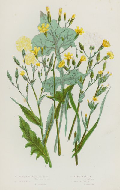 Blomstrende planter i Storbritannia: Sterkt duftende salat, stikkende salat, minstesalat, eføysalat (fargelitografi) av English School