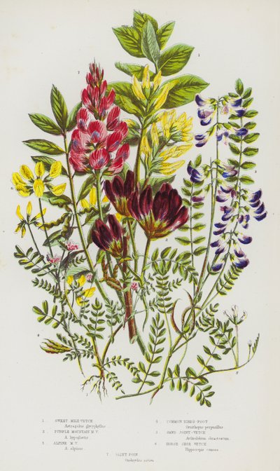 Blomstrende planter i Storbritannia: Sweet Milk-Vetch, Purple Mountain Milk-Vetch, Alpine Milk-Vetch, Common Bird's-Foot, Sand Joint-Vetch, Horse Shoe Wech, Saint Foin (farge litho) av English School