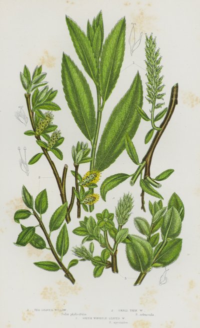 Blomstrende planter i Storbritannia: Tebladpil, liten trepil, grønn bladpil (farge litho) av English School