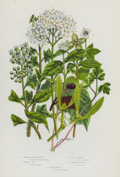 Blomstrende planter i Storbritannia: Knollmoskatell, vanlig eføy, villkornel, dvergkornel, misteltein (fargelitografi) av English School