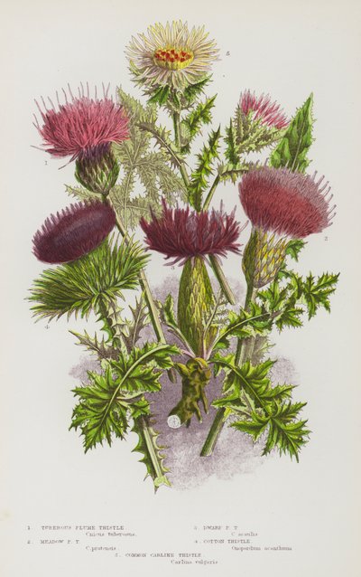 Blomstrende planter i Storbritannia: Knollformet fjærtistel, engfjærtistel, dvergfjærtistel, bomullstistel, vanlig karlinetistel (fargelitus) av English School