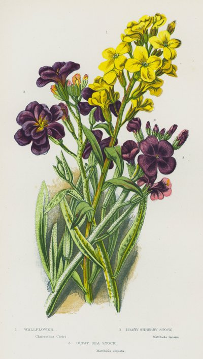 Blomstrende planter i Storbritannia: Veggpryd, gråbuskstamme, stor sjøstamme (fargelitografi) av English School