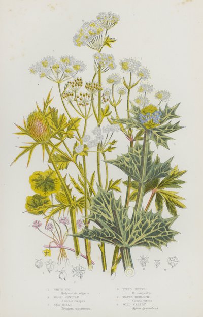 Blomstrende planter i Storbritannia: Hvitråte, Wood Sanicle, Sea Holly, Field Eryngo, Water Hemlock, Villselleri (farge litho) av English School