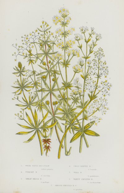 Blomstrende planter i Storbritannia: Sengehalm med hvitt vann, oppreist sengehalm, Stort Hedge-senghalm, Halmhalm med korsblader, Halmhalm for vegger, Sengehalm med vortefrukter, glatt fruktstrø (farge litho) av English School