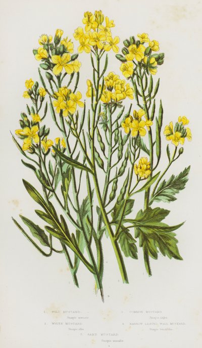 Blomstrende planter fra Storbritannia: Vill sennep, hvit sennep, vanlig sennep, smalbladet veggsennep, sandsennep (fargelitografi) av English School