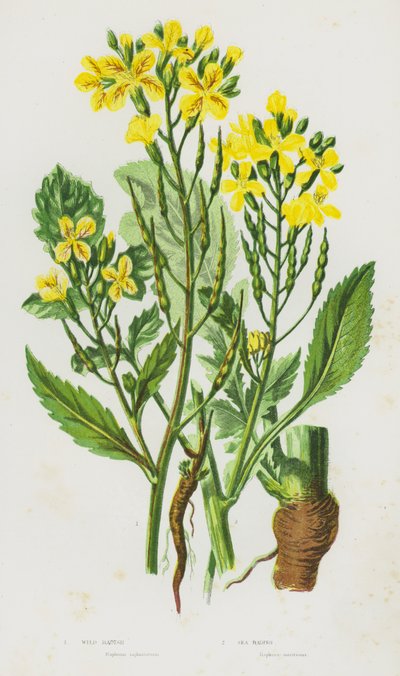 Blomstrende planter i Storbritannia: Vill reddik, strandreddik (fargelitografi) av English School