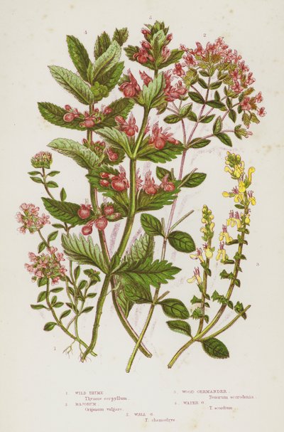 Blomstrende planter i Storbritannia: Villtimian, Majorum, Wood Germander, Water Germander, Wall Germander (farge litho) av English School
