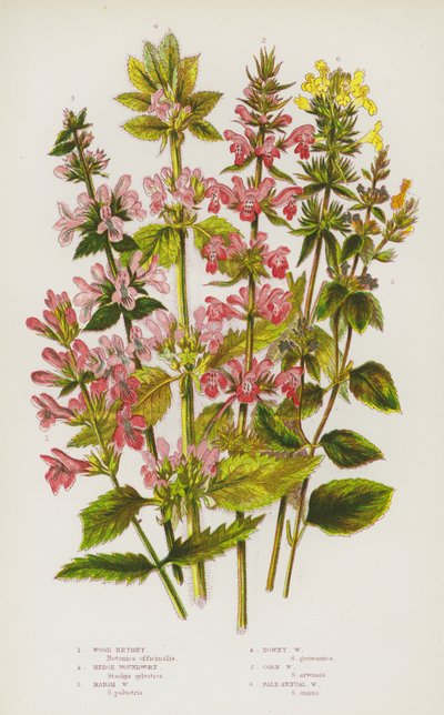 Blomstrende planter i Storbritannia: Wood Betony, Hedge Woundwort, Marsh Woundwort, Downy Woundwort, Corn Woundwort, Blek årlig Woundwort (farge litho) av English School
