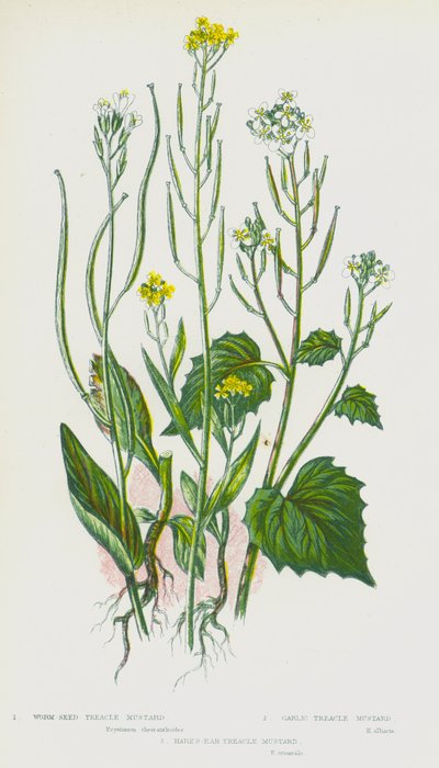 Blomstrende planter i Storbritannia: orm-frø sirup sennep, hvitløks sirup sennep, hare