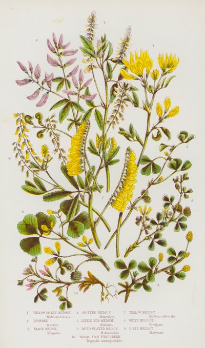 Blomstrende planter fra Storbritannia: Gul sigd-medick, luserne, svart medick, flekkete medick, liten bur-medick, nett-medick, fuglefot-bukkehornkløver, gul melilot, hvit melilot, åker-melilot (fargelitografi) av English School