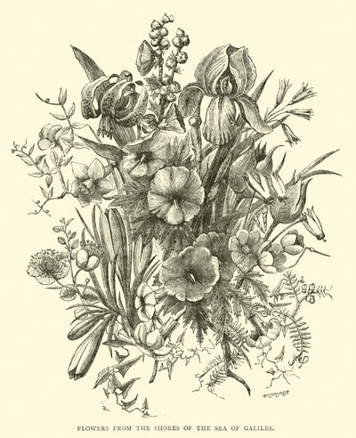 Blomster fra bredden av Genesaretsjøen av English School