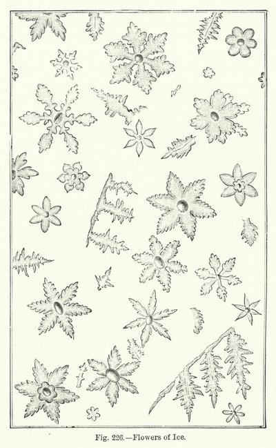 Flowers of Ice (gravering) av English School