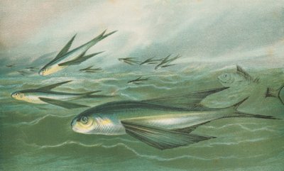 Flyvende fisk av English School