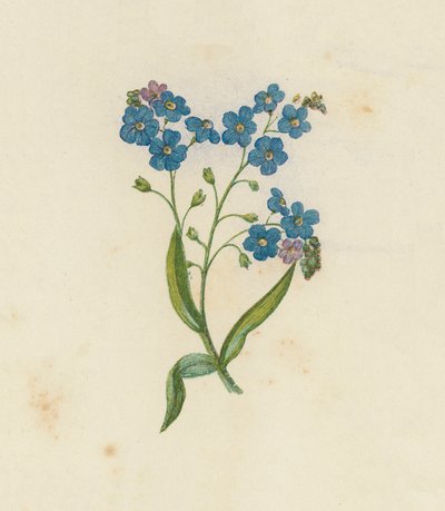 Forglem-meg-ikke, Myosotis Palustris (farge litho) av English School