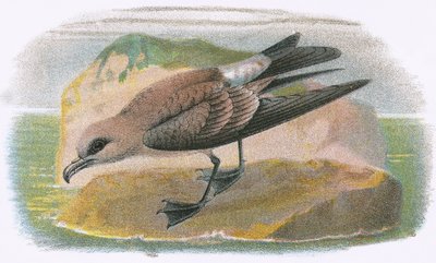 Gaffelhalepetrel av English School