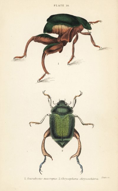 Froskebeinbille eller kengurubille, Sagra papuana 1, og skinnende bladsnutebille, Chrysophora chrysochlora av English School