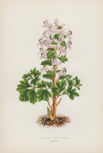 Fumaria Densiflora (farge litho) av English School