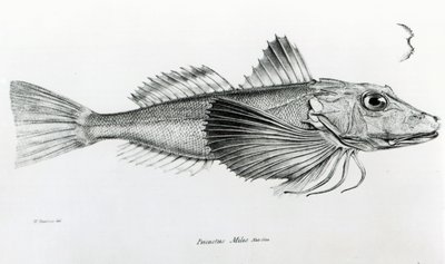 Galapagos Gurnard, plate 6 fra 