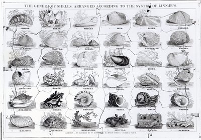 Genera of Shells Puzzle, veröffentlicht von W. Edwards von English School