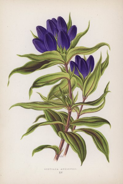Gentiana Andrewsii (farge litho) av English School