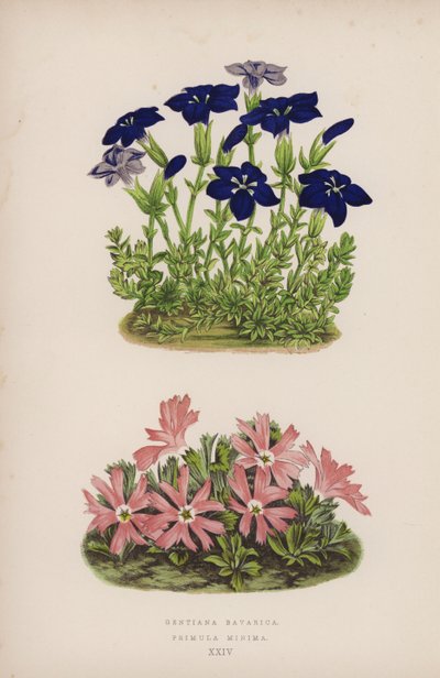 Gentiana Bavarica; Primula Minima (farge litho) av English School