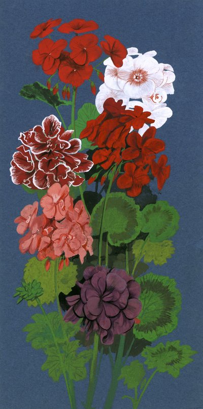 Pelargonier av English School
