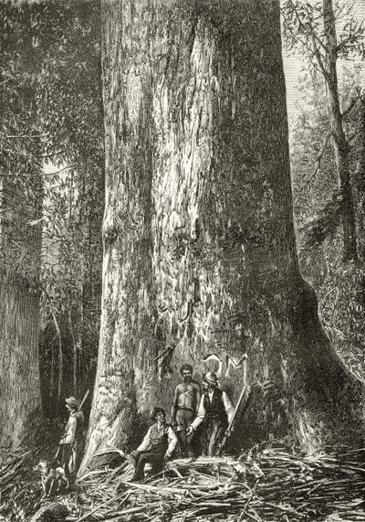 Giant Gum Tree, ca. 1880, fra 