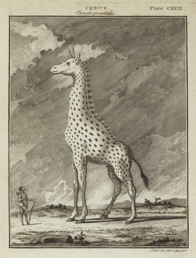 Giraffe (Cervus camelopardalis) av English School