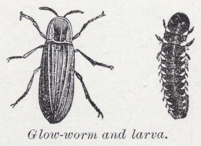 Glødeorm og larve (litho) av English School