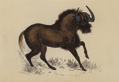 Gnu (fargelitografi) av English School
