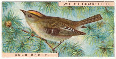 Gold-Crest av English School