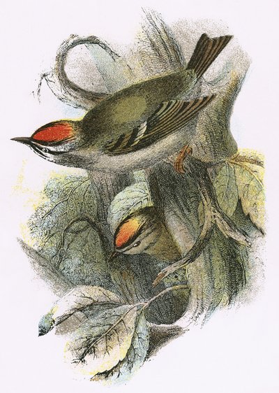Goldcrest (nederst) og Firecrest (øverst) av English School