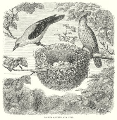 Gyldne piroler (gravering) av English School