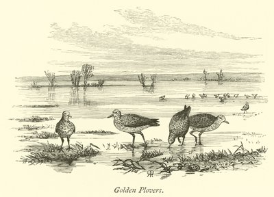 Gylden Plovers av English School