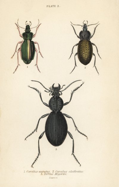 Gylden jordbille, Carabus auratus 1, jordbille, Carabus clathratus 2 og stor svart jordbille, Tefflus megerlei av English School