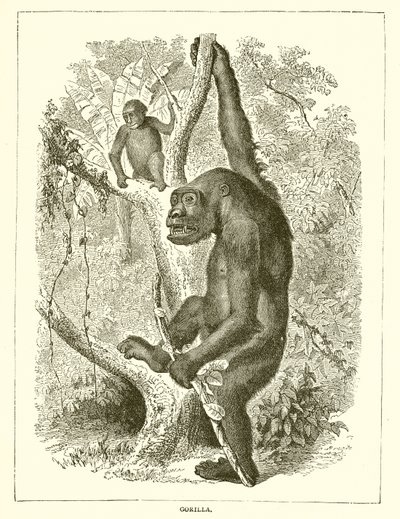 Gorilla av English School