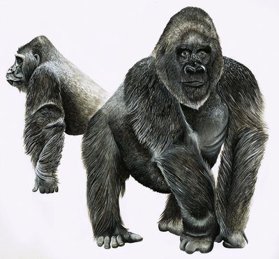 Gorillaer av English School