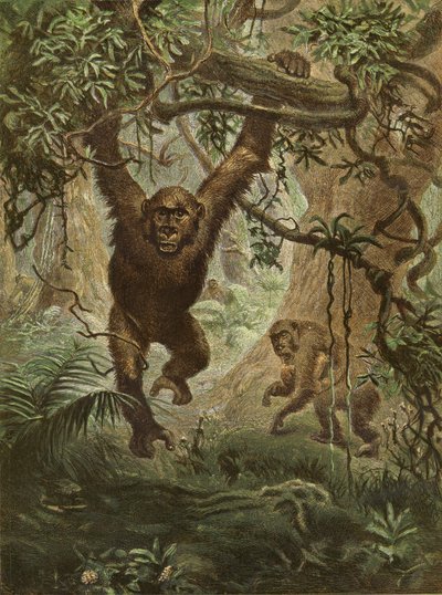 Gorillaer hjemme av English School