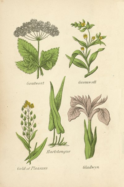 Gouturt, Gromwell, Hartstongue, Gold of Pleasure, Gladwyn av English School