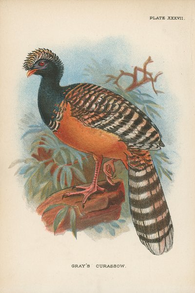 Grays Curassow av English School