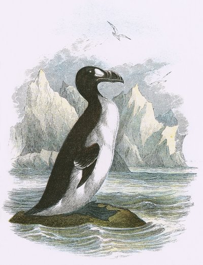 Flott Auk av English School