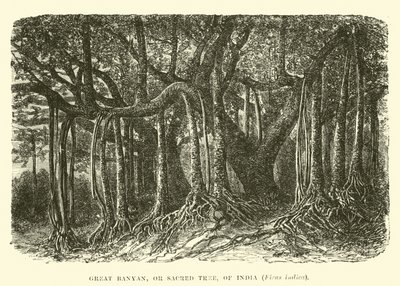 Great Banyan, eller hellig tre, fra India, Ficus indica av English School