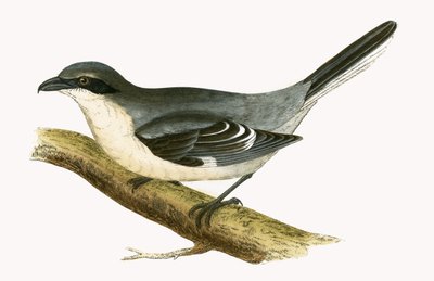 Great Grey Shrike, illustrasjon fra 