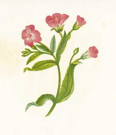 Stor hårete pil-urt, Epilobium Hirsutum av English School