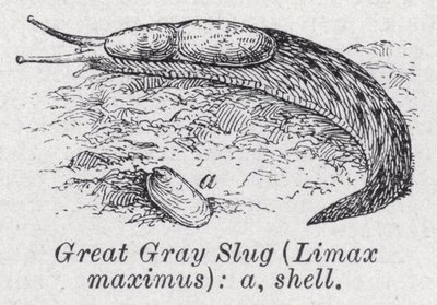 Flott grå snegl, Limax maximus (litho) av English School
