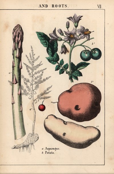 Grønn asparges og potet   , fra "The Instructive Picturebook, or Lessons from the Vegetable World," [Charlotte Mary Yonge], Edinburgh av English School